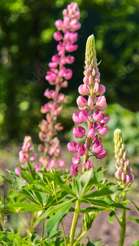 A lush pink lupine inflorescence close-up against a background of other blurred flowers in a blooming summer garden.