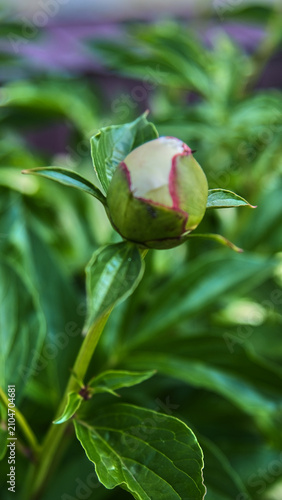 Close-up of a closed green peony bud with bright pink petal edges against a backdrop of lush garden greenery.