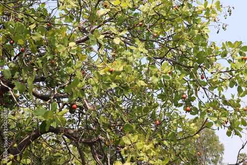 Large Cashew Tree Filled with Green Leaves and Scattered Fruits Under Sunny Sky Today