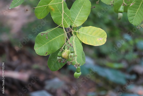 Young Cashew Fruits Developing Beneath Broad Green Leaves in Lush Tropical Forest Environment