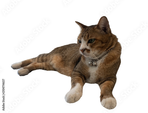 Fotografi Cat tabby pet animal feline whisker collar brown cat resting with white paw