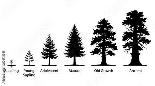 Stages of Coniferous Tree Life Cycle Growth Silhouette Infographic.