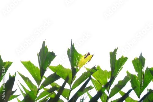 Tropical palm leaves on white isolated background