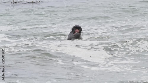 Wild male elephant seal with proboscis in coastal sea water with head raised