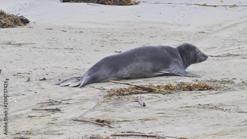 Pair of wild elephant seals moving across beach towards ocean