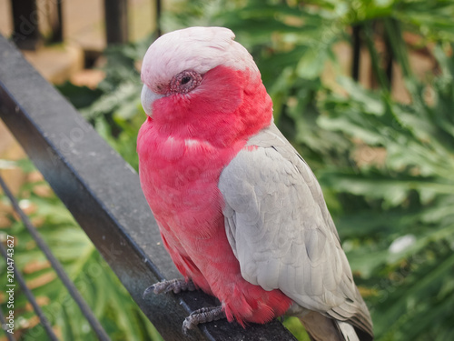 Canvastavla Close-up portrait of a Galah cockatoo perched on a railing