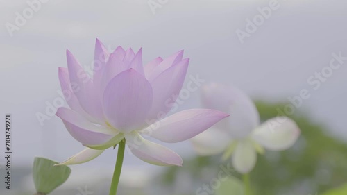 陽の光に花びらが美しく透けて咲く薄桃色の蓮の花
