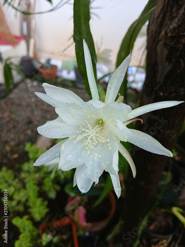 Queen of the Night Flower Blooming in Tropical Garden