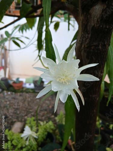 Queen of the Night Flower Blooming in Tropical Garden