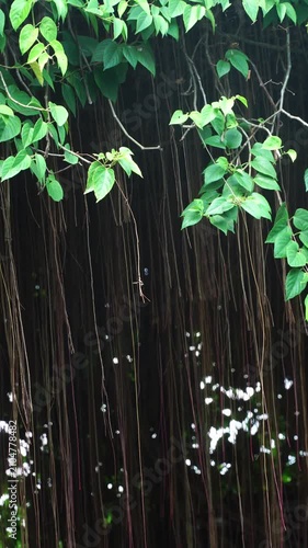 Vertical Shot of Hanging Vines and Green Leaves Swaying Gently