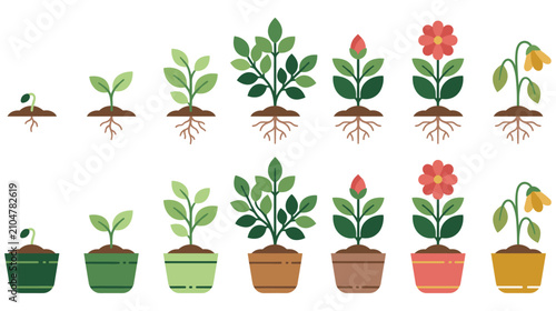 Tableau sur toile Plant growth stages from seed to flower in pots isolated on white background