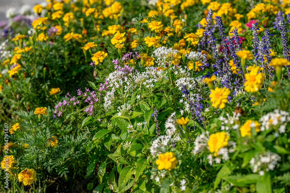 Obraz premium residential landscaping