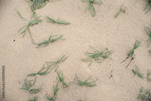 Sparse beach grass growing on wet sand natural texture background