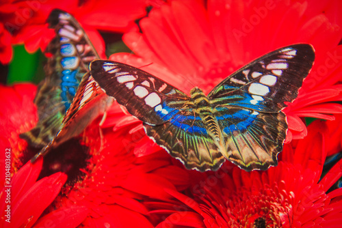 Fotografía Admiral butterfly on flower