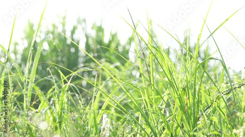 朝日に照らされた草原の朝露、透明な雫と新緑が美しい初夏のヒーリング風景