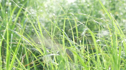 初夏の早朝、草の葉に残る朝露が朝日に反射してきらめく幻想的な自然風景
