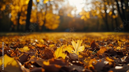 Autumn Leaves on Ground in Sunny Park Cinematic Video Still