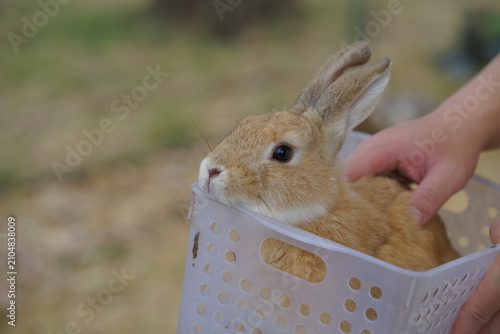 Photography rabbit in a basket