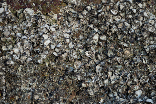 Dense gravel stone texture with natural pebble surface background