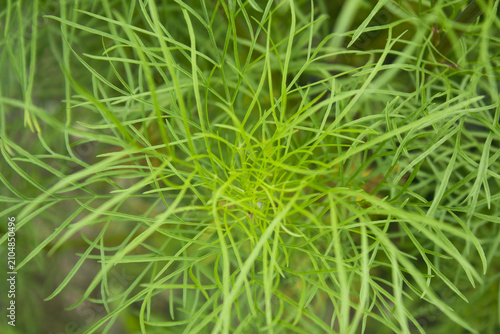 Obraz na płótnie These are summer cosmos leaves.