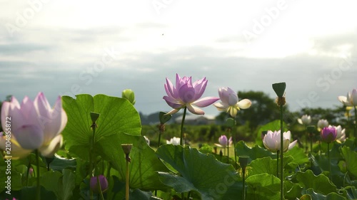 朝の光に照らされた蓮池の風景、咲き誇るピンクの蓮の花
