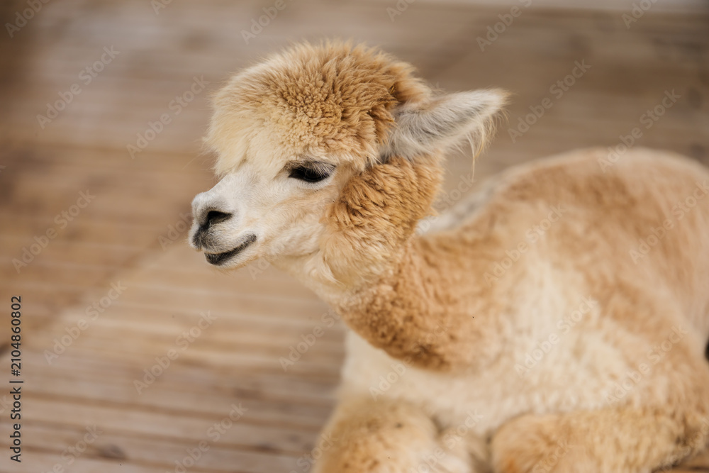 Fototapeta premium alpaca resting in its cot