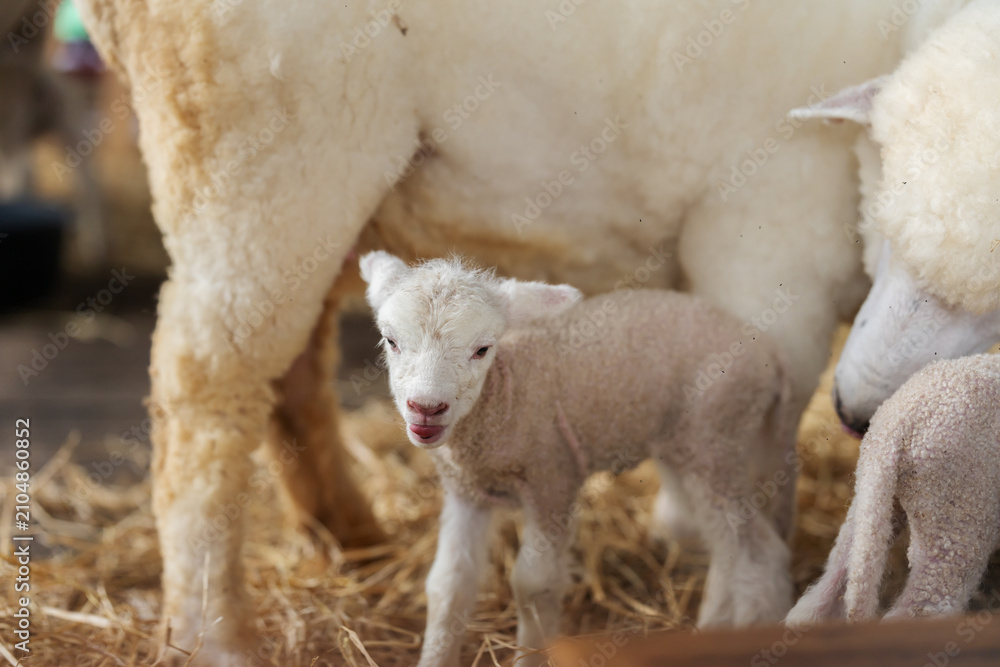 Fototapeta premium newborn lamb with mother sheep on farm