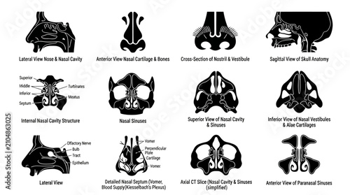 Quadro su tela Human nasal cavity and paranasal sinus anatomy diagram icons