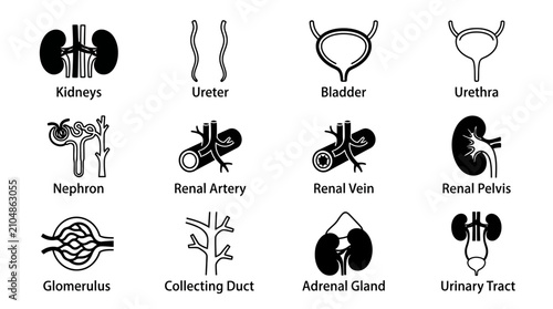 Foto Human urinary system and renal anatomy medical icon set