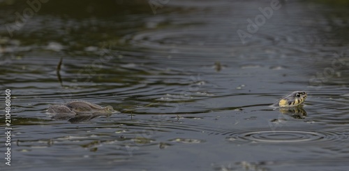 During the mating season, male water frogs (Pelophylax kl. esculentus) clasp anything that moves and appears to be of a suitable size, here the long body of the grass snake (Natrix natrix) has triggered the clasping reflex, Germany