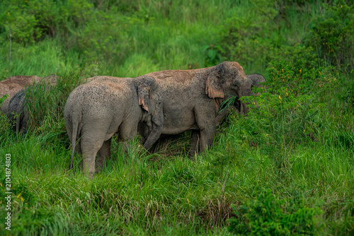 Its body is gray, its snout is called the trunk. The trunk of the Asian elephant has only one beak. Nakhon Ratchasima, Thailand.