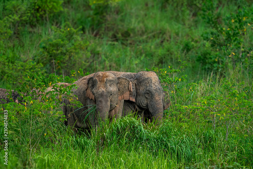 Its body is gray, its snout is called the trunk. The trunk of the Asian elephant has only one beak. Nakhon Ratchasima, Thailand.