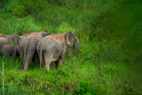 Its body is gray, its snout is called the trunk. The trunk of the Asian elephant has only one beak. Nakhon Ratchasima, Thailand.