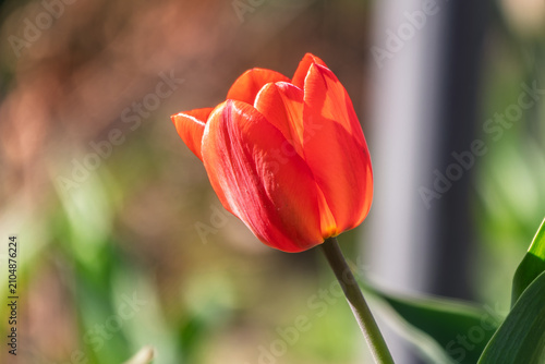 Colorful red tulips blossom in spring garden