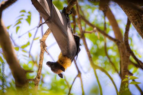 Fotografie Indian flying fox hanging upside down on a tree branch in tropical forest on Maamigili Island, Maldives