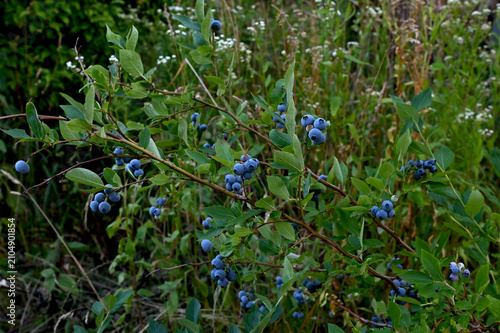 Closeup of ripe blueberries on a branch