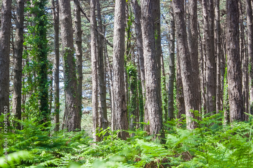 Fototapeta premium A dense forest with tall pine trees and lush green ferns covering the ground. Sunlight filters through the branches, creating a serene atmosphere.