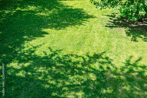 city park at sunny summer day. shadow of tree on green lawn with blooming yellow dandelions. aerial drone view.