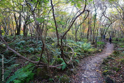 glittering forest and path with autumnal tints