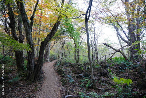 glittering forest and path with autumnal tints