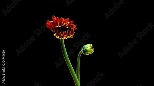 Two Flowers Blooming Together Romantic Gerbera Timelapse on Black