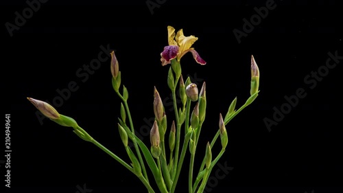 Iris Flowers Blooming Time Lapse, Full Life Cycle from Bud to Blossom, Rotating, Black Background, 4K