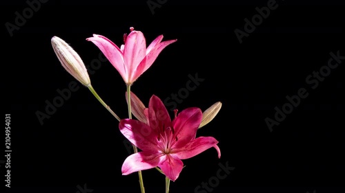 Rotating Pink Lily Bouquet Timelapse on Black Background Luxury Floral Display
