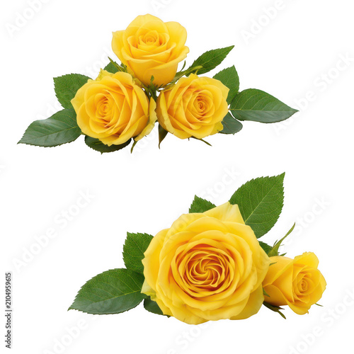 Three vibrant yellow rose blooms with lush green leaves arranged in two distinct floral clusters for... isolated on a transparent background