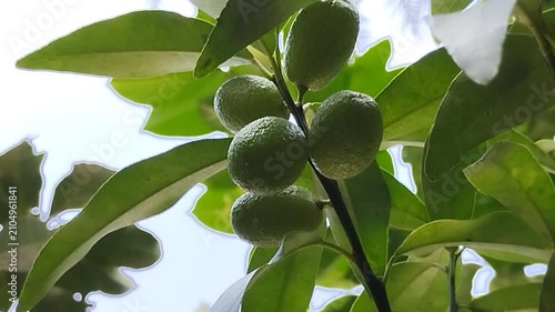 Fresh ripe Nagami Kumquat fruit hanging on tree branch with green leaves. Oval orange citrus fruit in the garden. Tropical agriculture and healthy food concept