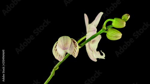 Phalaenopsis Orchid Blooming Timelapse on Black Background Exotic Flower Growth
