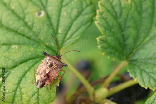 Bilberry Shieldbug (Elasmucha ferrugata)