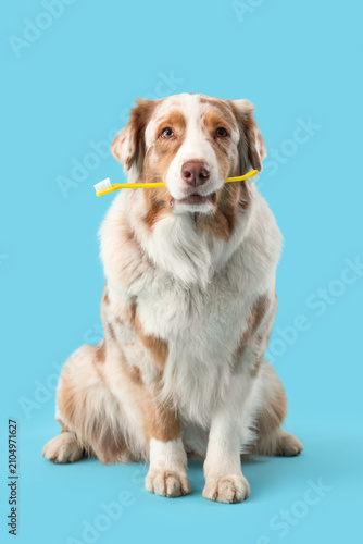 Cute dog with tooth brushes...