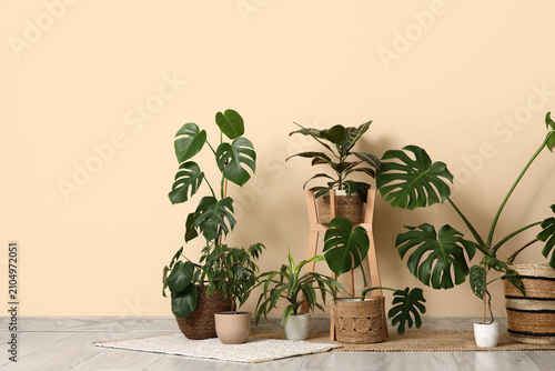 Different Monstera housepla...