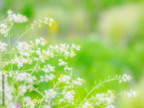 Fotografie 小花の群生。初夏の花壇を彩るクランべ・コーディフォリアのある風景。爽やかな新緑の背景。自然風景素材。